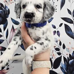 Moon Shoes - White and black male Dalmatian puppy in Gray, Georgia from Fuller Spots