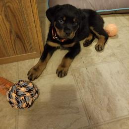 Rottweiler Puppies from Rose Red Rottweilers