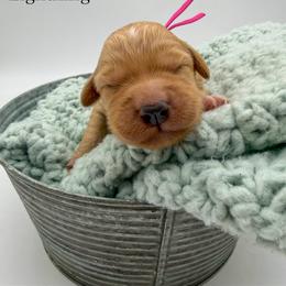 Lightning - Apricot female Goldendoodle puppy in Sunman, Indiana from Brunsman Country Doodles LLC