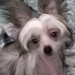 Chihuahua and Chinese Crested Puppies from Western Kentucky Chihuhua and Chinese Crested