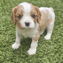 Cavalier King Charles Spaniel Puppies from Roger Jones