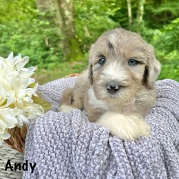Andy - Merle male Sheepadoodle puppy in Thornville, Ohio from Four Front Doodles & Friends