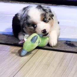 Miniature American Shepherd Puppies from Jem Miniature American Shepherds