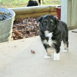 Miniature Australian Shepherd Puppies from Barbed Circle C Mini Aussies