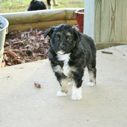 Miniature Australian Shepherd Puppies from Barbed Circle C Mini Aussies