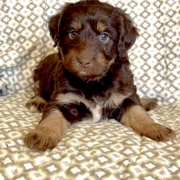 Aussiedoodle, Australian Shepherd, Dachshund, and Miniature Australian Shepherd Puppies from Bline’s Awesome Aussies & Doxies at the Bline Family Farm