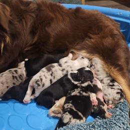 Tbd - Blue merle male Australian Shepherd puppy in Wauneta, Nebraska from 4H Aussies