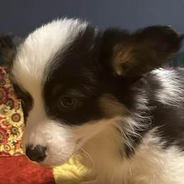 Juniper - Black and tan female Pembroke Welsh Corgi puppy in Lima, New York from Hickory Springs Corgis