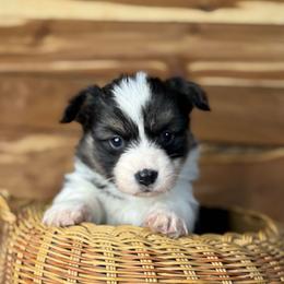 Flora - Fluffy - Black and tan female Pembroke Welsh Corgi puppy in Stillwater, Oklahoma from Steele Family Farms