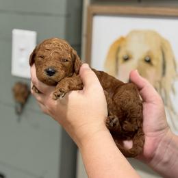 Hank - Red  male Goldendoodle puppy in Wharton, Texas from Little Fur Friends