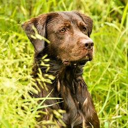 Leo - Labrador Retriever