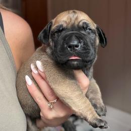 Ash (Red Collar) - Reddish brown male Boerboel puppy in Manitowoc, Wisconsin from Mae Boerboel