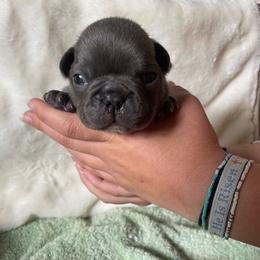 Bubba - Blue male French Bulldog puppy in Santa Rosa County, Florida from Florida Frenchies By the Sea, LLC