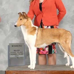 Delilah - Collie