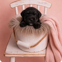 Celebrity - Black female Miniature Schnauzer puppy in Winter Haven, Florida from The Blue Eyed Schnauzer