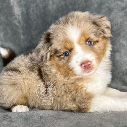 Girl 1 - Miniature Australian Shepherd puppy in Buchanan, Georgia from Stanleyville Farm Mini Aussies