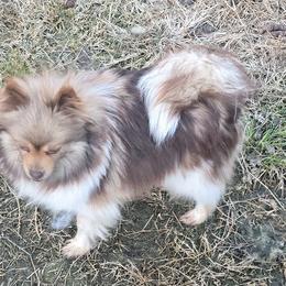 Feebee - Pomeranian