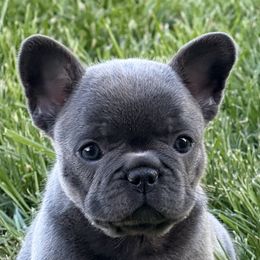 French Bulldog Puppies from Clay Acres Frenchies
