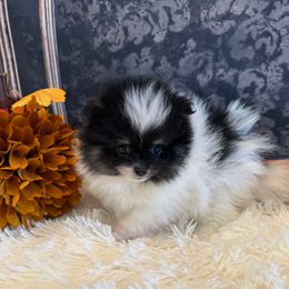 Sunny - Black and tan parti male Pomeranian puppy in Success, Missouri from Sweet Success