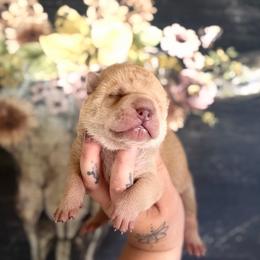 Alex - Cream male Chinese Shar-Pei puppy in Lehigh Acres, Florida from Florida Wrinkles