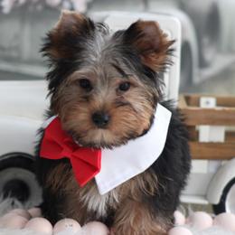 RAMBO - Black and tan male Yorkshire Terrier puppy in Hughesville, Missouri from Puppykiss4u
