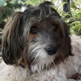 Hudson - Havanese