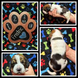 Black Collar - Mahogany and white male Basset Hound puppy in Hamilton, Indiana from Cam’s Country Bassets