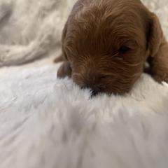 Poodle Puppies from Amelia Castro