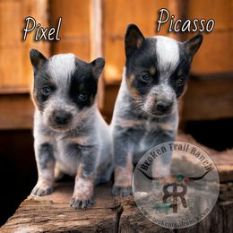 Pixel - Blue male Australian Cattle Dog puppy in Kalispell, Montana from BTR Australian Cattle Dogs