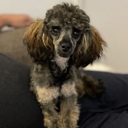 Annika - Poodle