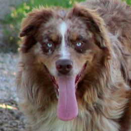 Australian Shepherds from Jackson Family Aussies