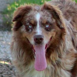 Australian Shepherds from Jackson Family Aussies
