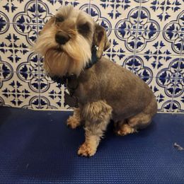 Leia - Miniature Schnauzer