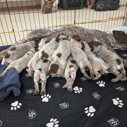 Puppy - Liver and white male German Shorthaired Pointer puppy in Hendersonville, Tennessee from Halestorm Kennel