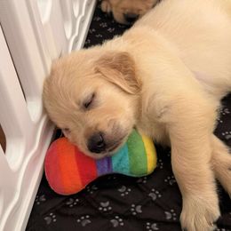 Golden Retriever Puppies from American True Golden retriever