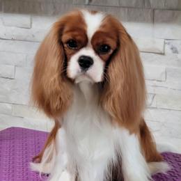 Oso - Cavalier King Charles Spaniel