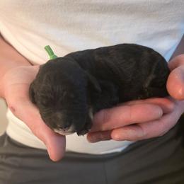 Marvel - Tri-color male Bernedoodle puppy in Blackfoot, Idaho from Draper Mountain Doodles