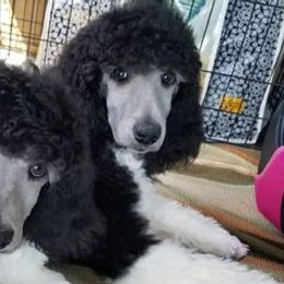 Poodles from Lyrical Lane Poodles