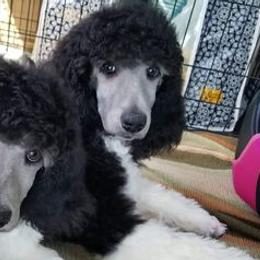 Poodles from Lyrical Lane Poodles