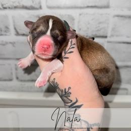 Nala - Sable female Pembroke Welsh Corgi puppy in Greenwood, Indiana from Witch Creek Corgis