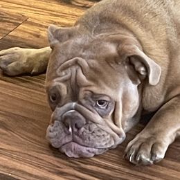 Honey - Bulldog