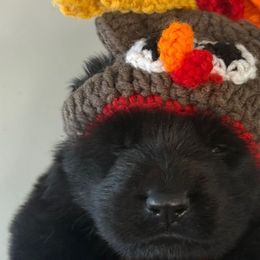 Cranberry (red collar) - Black male German Shepherd puppy in Canterbury, Connecticut from Nachtwaechter German Shepherds, LLC