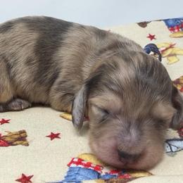 Tux - Dapple male Dachshund puppy in Murfreesboro, Tennessee from Kimbrie's Dream Cream Doxies