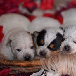 Australian Cattle Dog and Collie Puppies from Blackberry Hills