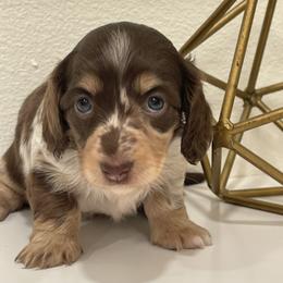 Rose - Dapple female Dachshund puppy in Fort Gibson, Oklahoma from Cooper’s Dachshunds