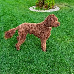 Goldendoodle puppies from Anchor Dogs