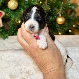 Girl 1 - Tri-color female Bernedoodle puppy in Litchfield, New Hampshire from Vidadoodle