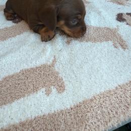 Chocolate and tan shorthair female - Chocolate and tan female Dachshund puppy in California from Sweetheart Labradors & Mini Dachshunds