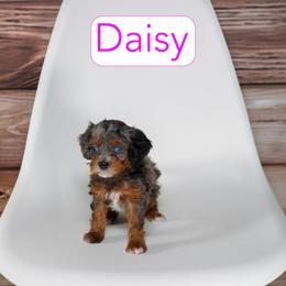 Daisy. - Merle female Cavapoo puppy in Calhoun, Georgia from Happy Top Doodles