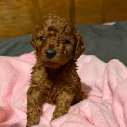 Milo - Red  male Goldendoodle puppy in Centralia, Missouri from Oodles Of Doodles Mo.